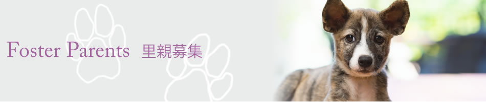 Foster Parents 里親募集