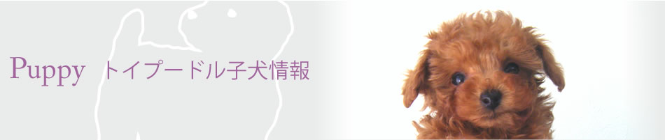 Puppy トイプードル子犬情報