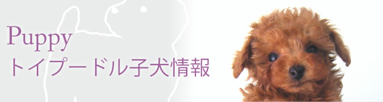 Puppy トイプードル子犬情報