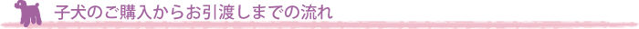 子犬のご購入からお引渡しまでの流れ